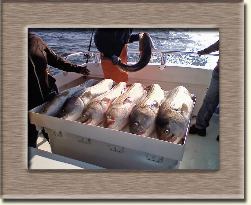 Chesapeake Bay Charter Fishing aboard the KyranLynn out of Breezy Point Marina in Chesapeake Beach (MD)